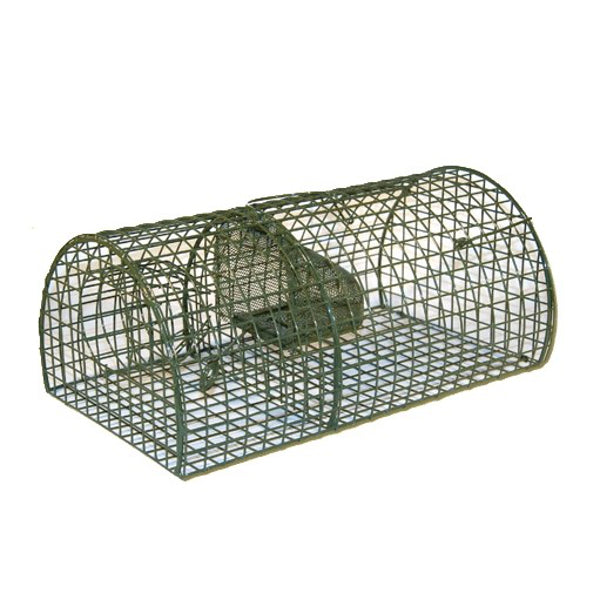 Ngk rat vaooi hémisphère