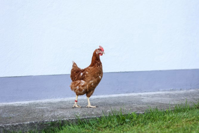 Anneaux de poulet 16mm rouge 20 pièces