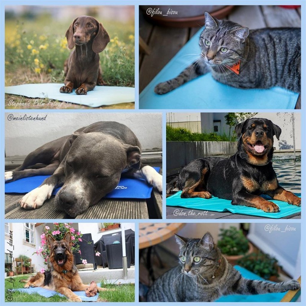 Tapis rafraîchissant auto-refroidissant Nosli pour chiens et chats 76x103 cm bleu mer