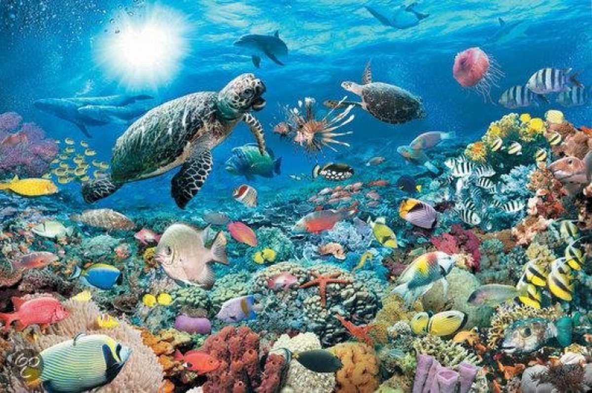 Ravensburger vit dans la barrière de corail