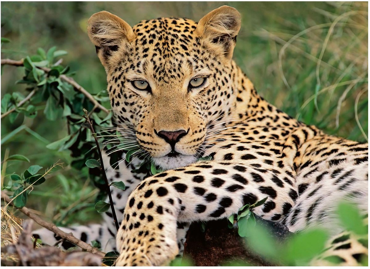 Ravensburger - Puzzle Leopard 100th. Xxl