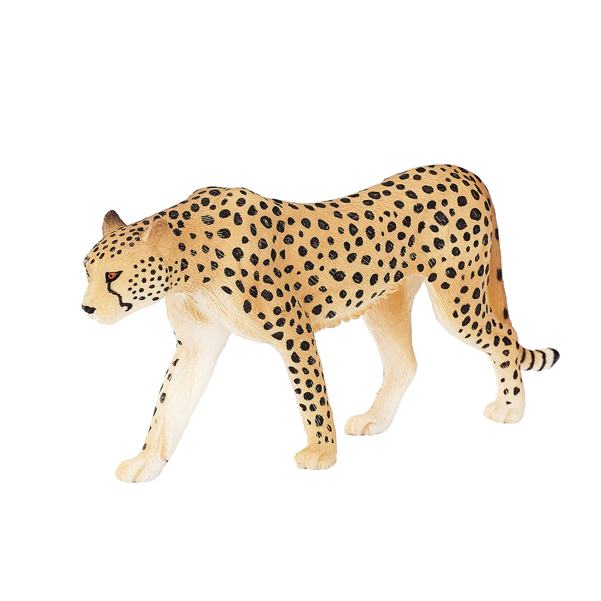 Guépard sauvage Mojo mâle - 387197