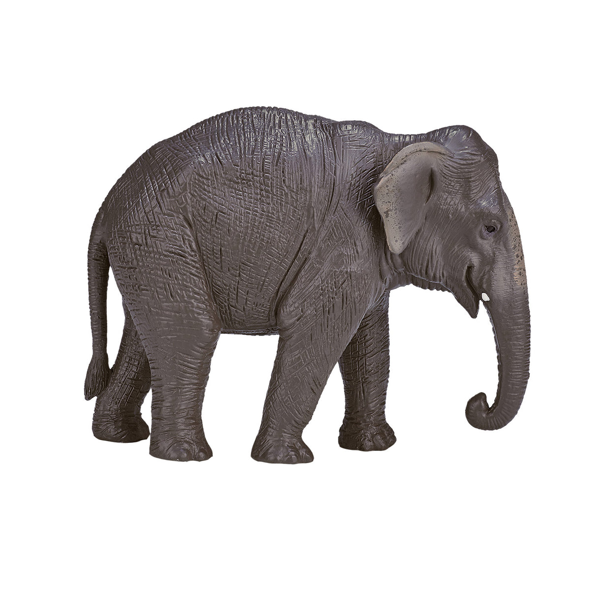 Éléphant d'Asie Mojo Wildlife - 387266