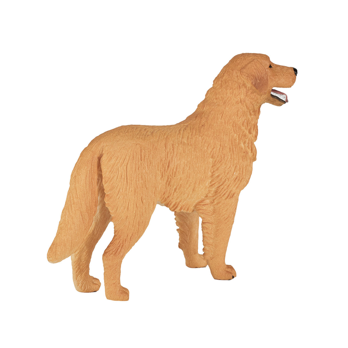 Golden retriever des terres agricoles Mojo - 387198