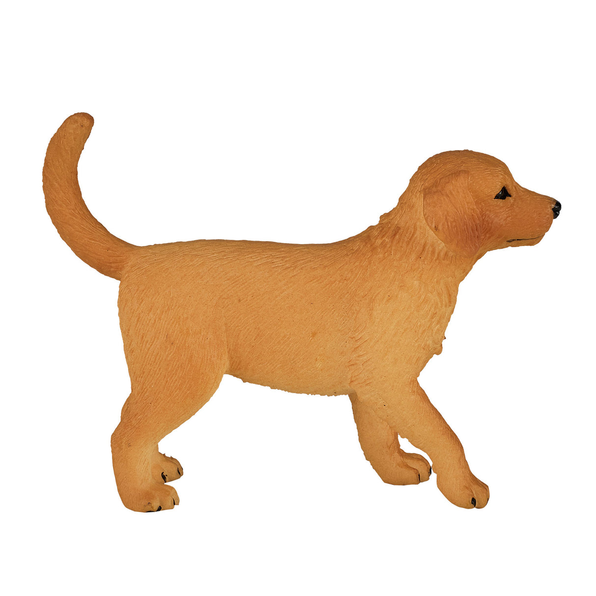 Chiot golden retriever des terres agricoles Mojo - 387205