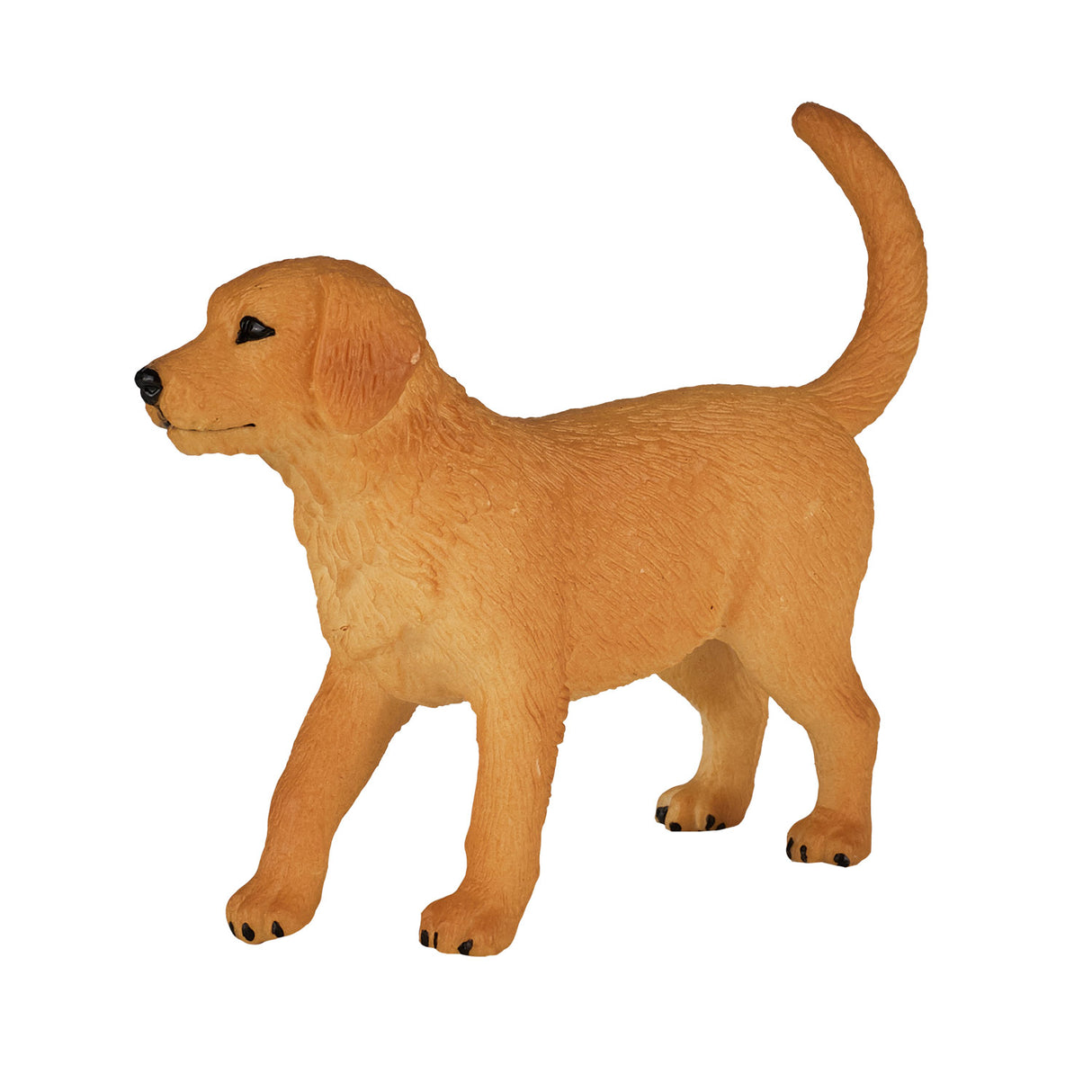 Chiot golden retriever des terres agricoles Mojo - 387205
