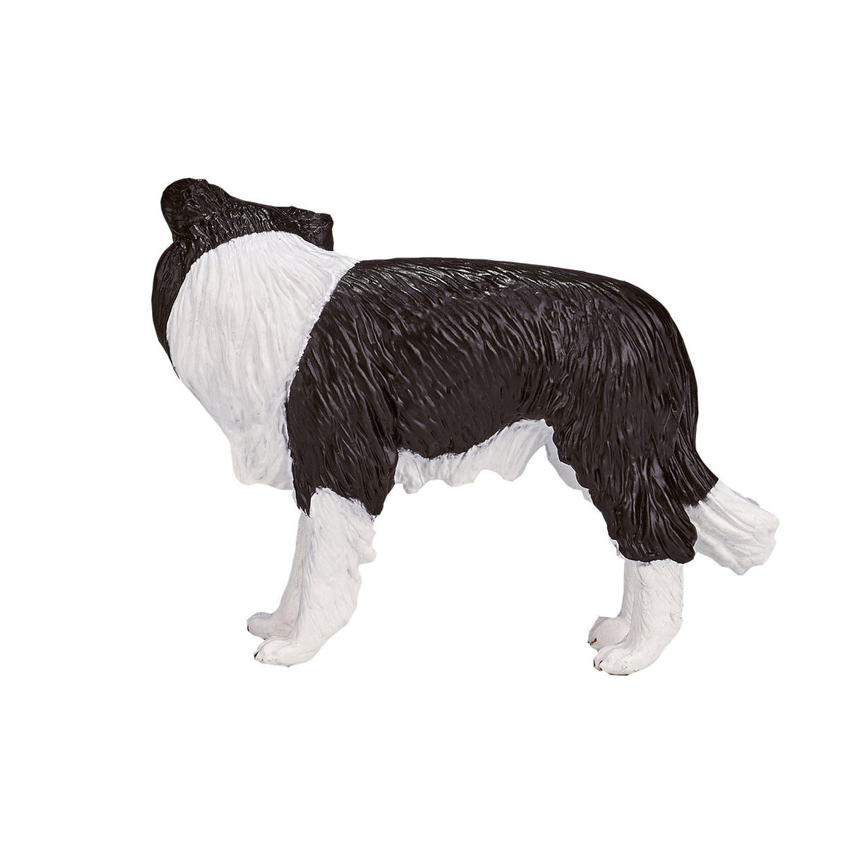 Border Collie des terres agricoles Mojo - 387203