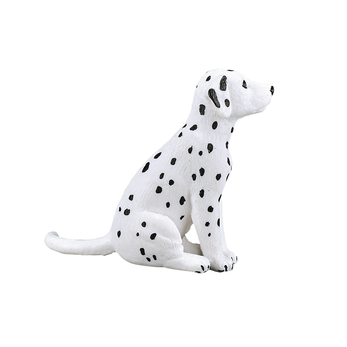 Chiot dalmatien des terres agricoles Mojo - 387249