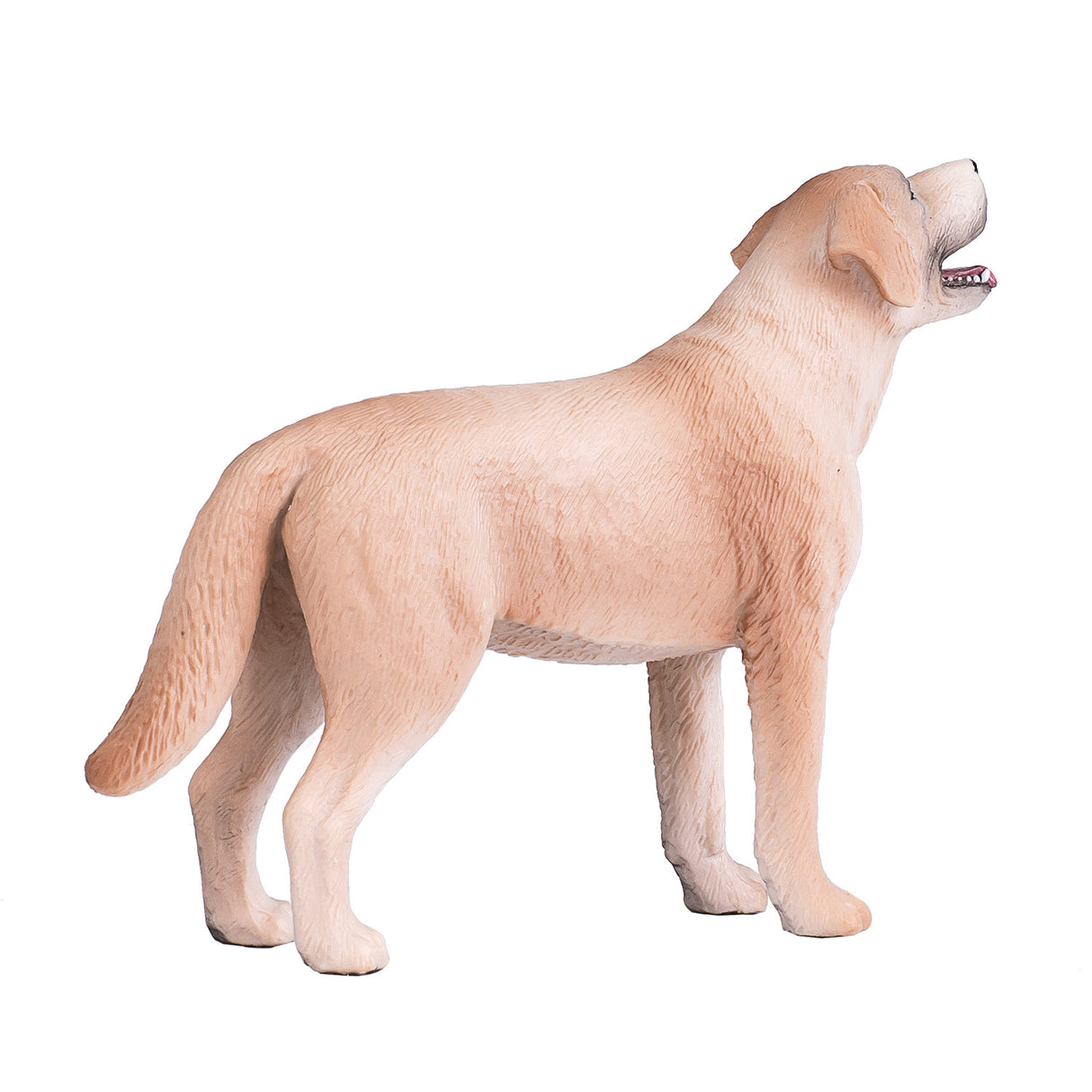 Terres agricoles Mojo labrador - 387271