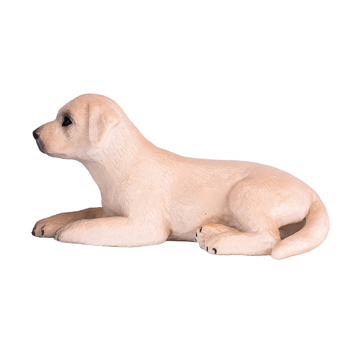 Chiot labrador des terres agricoles Mojo - 387272