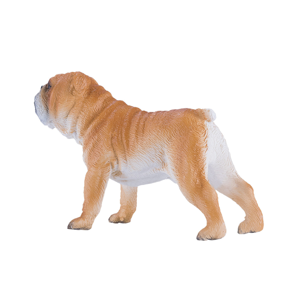Bouledogue anglais des terres agricoles Mojo - 381053
