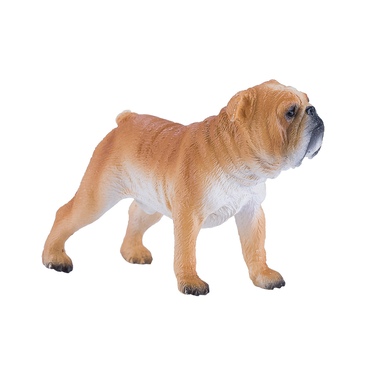 Bouledogue anglais des terres agricoles Mojo - 381053