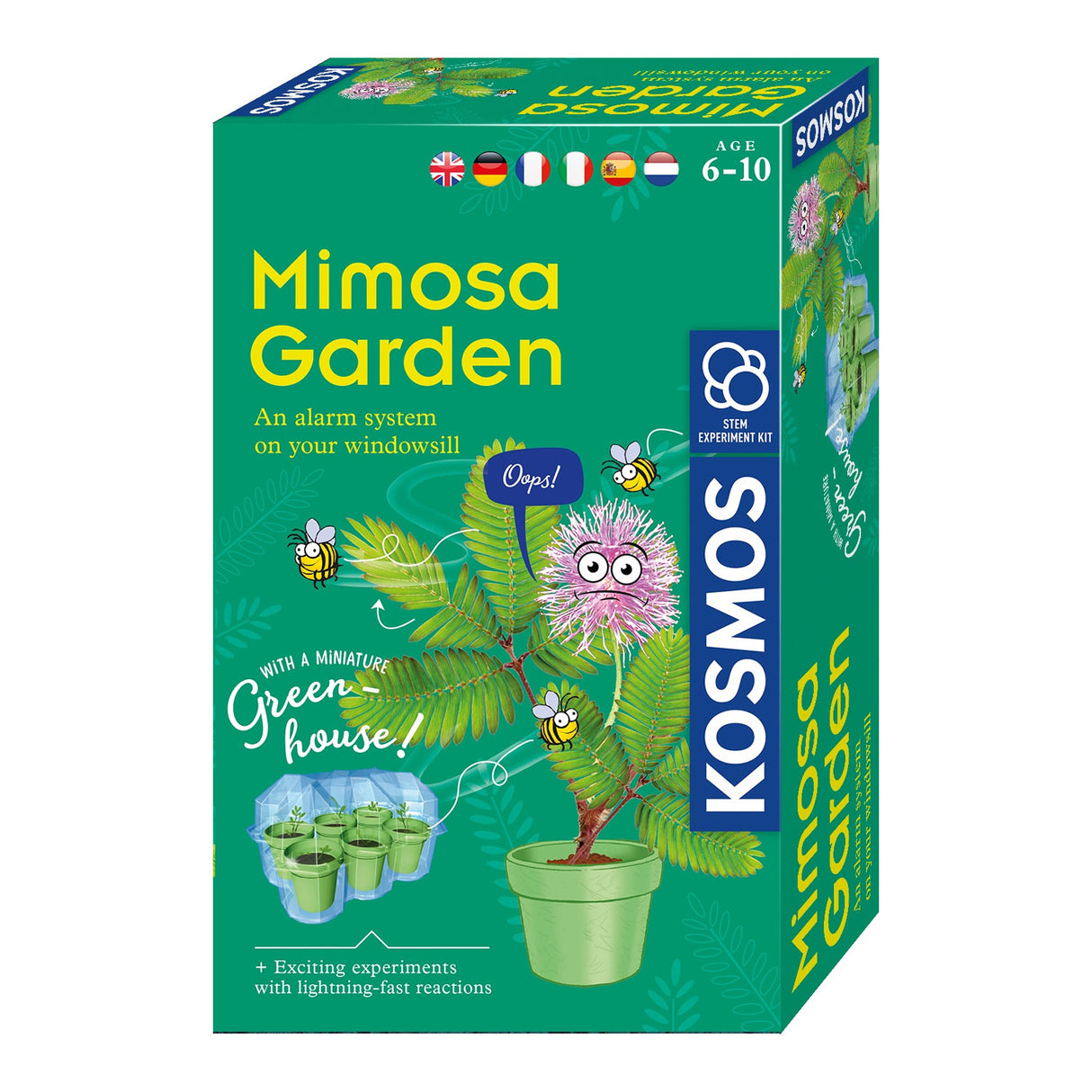 Cultiver des plantes Cosmos Mimosa