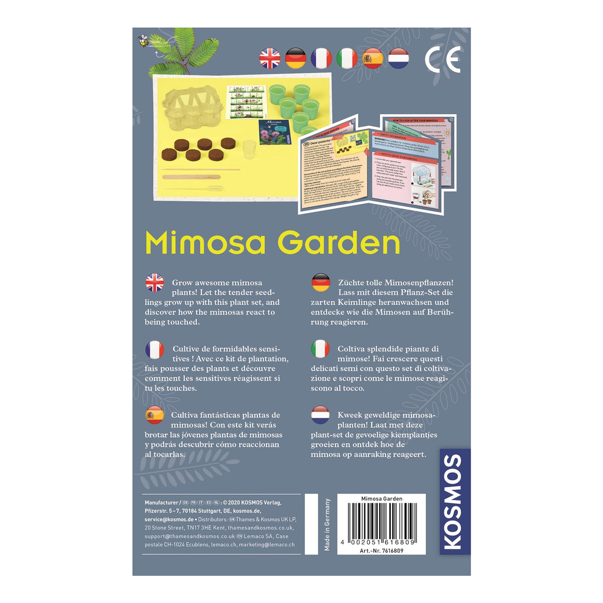 Cultiver des plantes Cosmos Mimosa