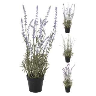 Plante de lavande en pot 46 cm assortie | 2 pièces