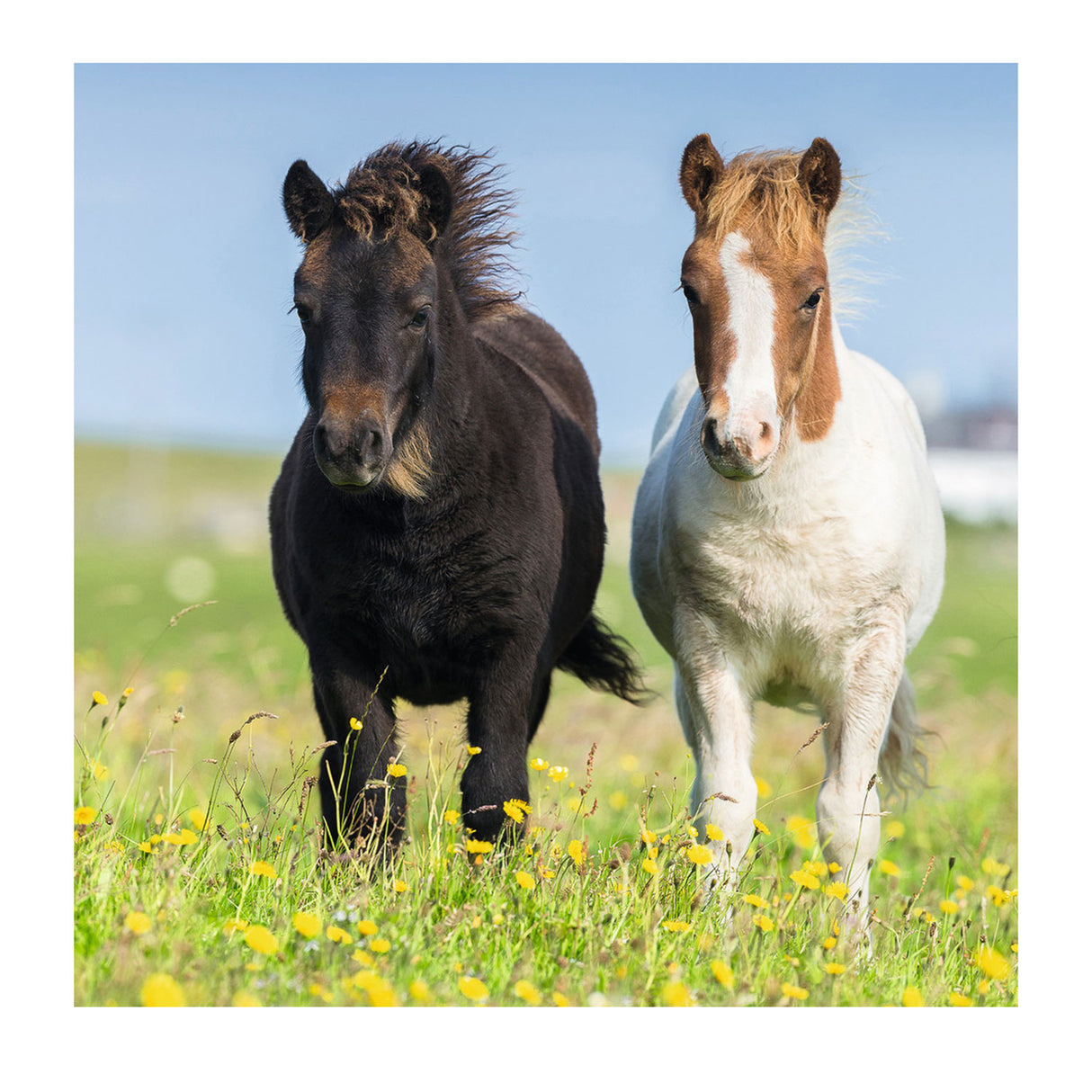 Ravensburger puzzle poneys mignons - 3x49 pièces - puzzle pour enfants