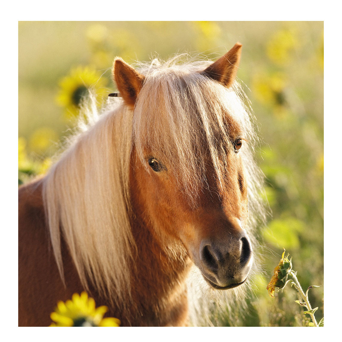 Ravensburger puzzle poneys mignons - 3x49 pièces - puzzle pour enfants