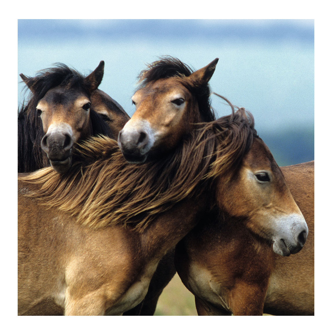 Ravensburger puzzle poneys mignons - 3x49 pièces - puzzle pour enfants