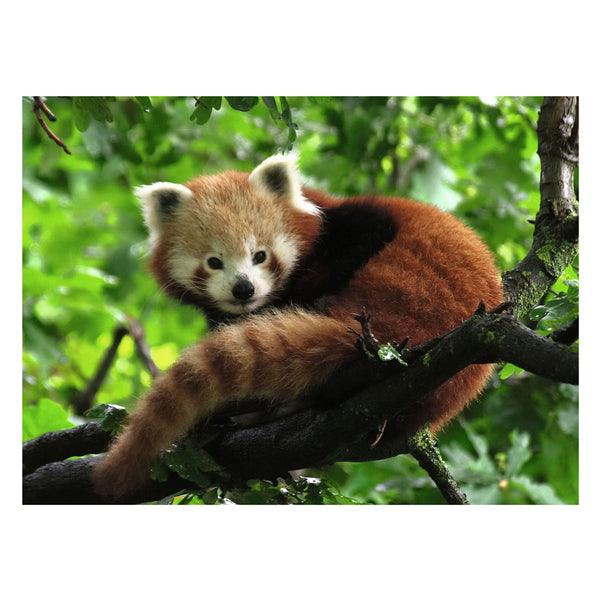 Ravensburger puzzle panda roux - 500 pièces animaux.