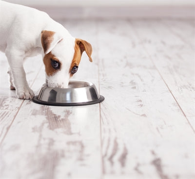 Bol de nourriture antidérapant pour épagneul Happy Pet