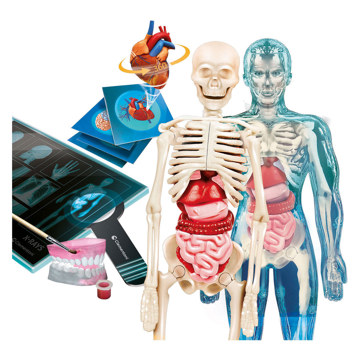 Jeu scientifique Clementoni - super anatomie - le corps humain - jouets éducatifs - à partir de 8 ans