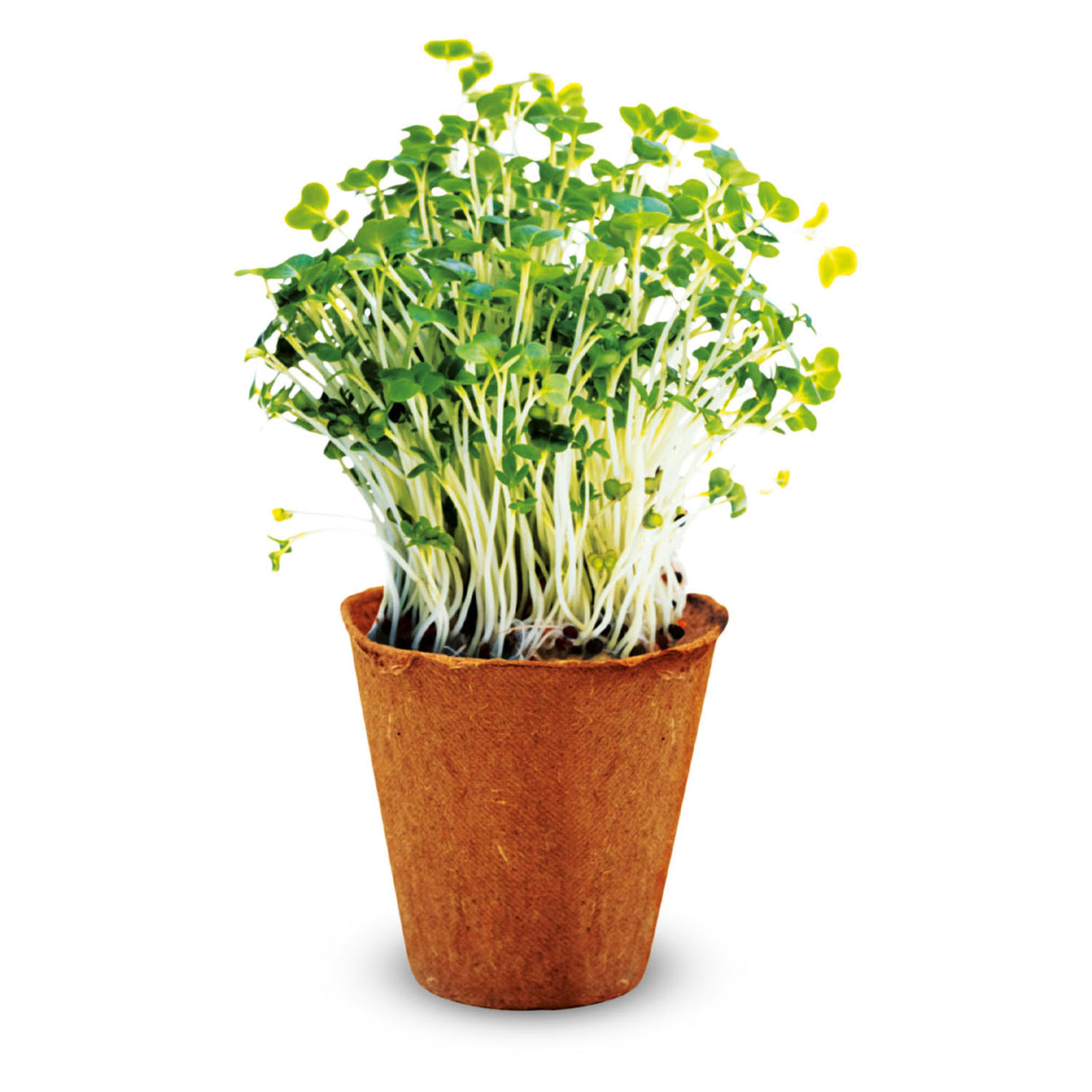Jardin d'herbes scientifiques Kidscovery