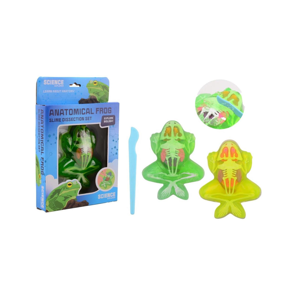 Johntoy explorateur scientifique anatomie de grenouille slime