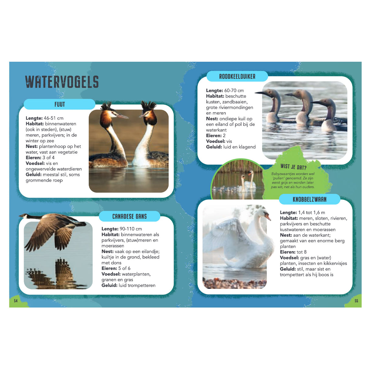 Rebo éditeurs oiseaux - guide et journal nature pour enfants
