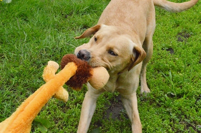 Lion froissé sauvage pour animaux de compagnie heureux