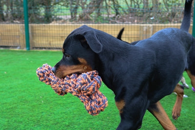 Happy pet noix pour noeuds extrême os gris orange