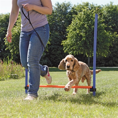 Trixie haie d'activité pour chien bleu orange