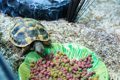 Bol de nourriture pour animaux heureux feuille verte vert