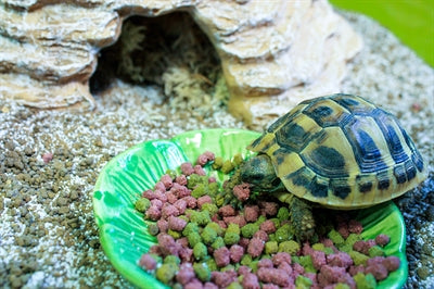 Bol de nourriture pour animaux heureux feuille verte vert