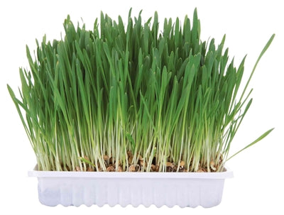 Herbe à rongeurs Trixie
