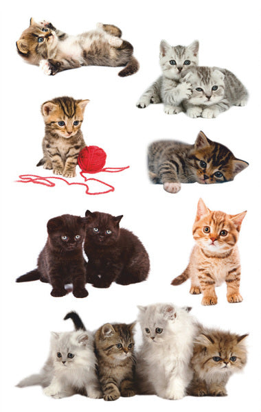 Avery av-55971 étiquette papier z-design enfants pack de 3 feuilles photo de chat