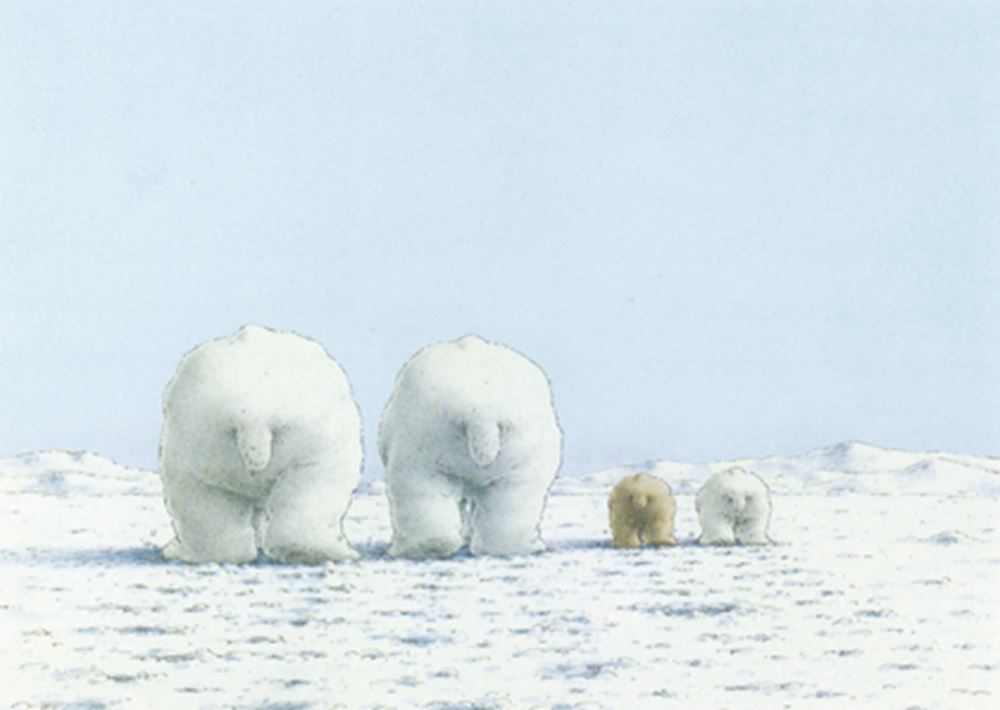 Carte postale 141 : ours polaires dans la neige