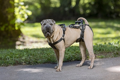 Solvit PetSafe Carelift avant et arrière