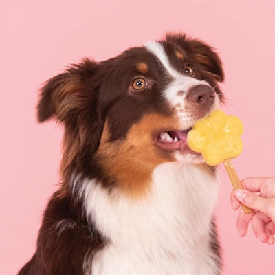 Mélange de glace smoofl pour chiens pomme
