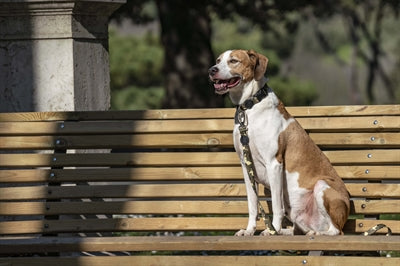 Morso laisse pour chien recyclé full metal chien marron