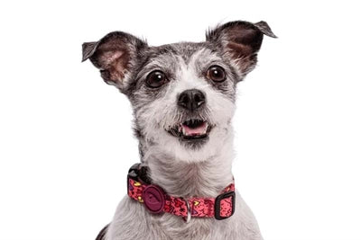 Collier pour chien Morso recyclé rose think pink