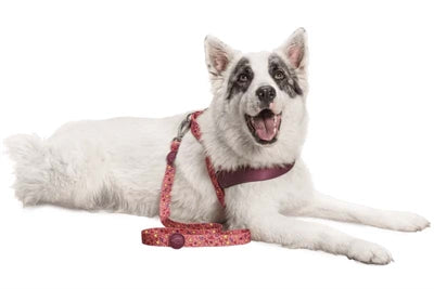 Laisse pour chien Morso recyclé rose think pink