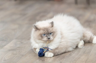 Trixie Marine Animal Pluce avec Catnip Assorti