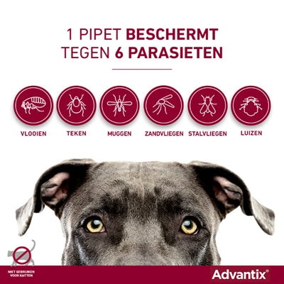 Elanco Advantix Spot sur