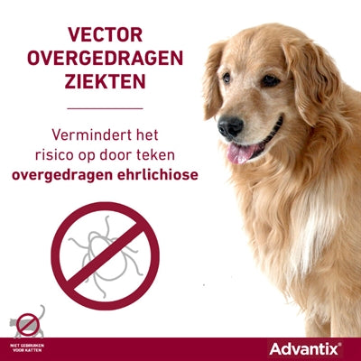 Elanco Advantix Spot sur