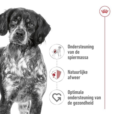 Adulte moyen de canin royal