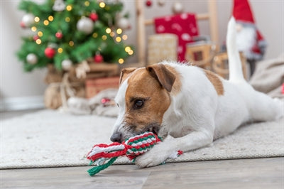Bonbon de fil dentaire de Noël Trixie