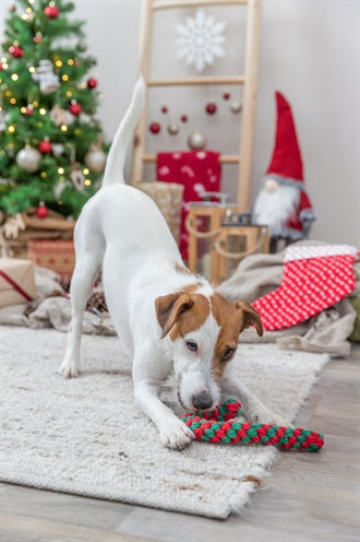 Trixie Noël fil dentaire canne en bonbon