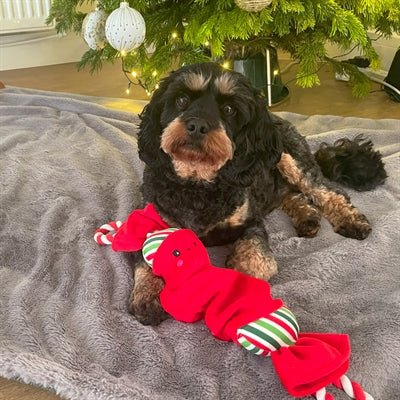 Happy Pet Top N Tail Ropee Christmas Cracker Rouge