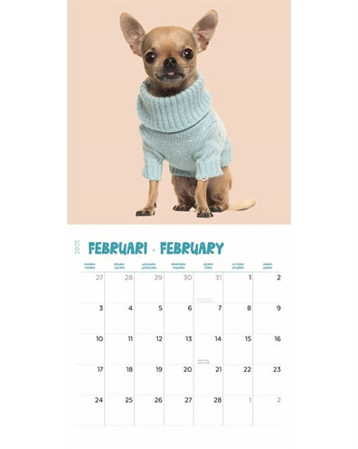 calendrier studio chihuahua 2025