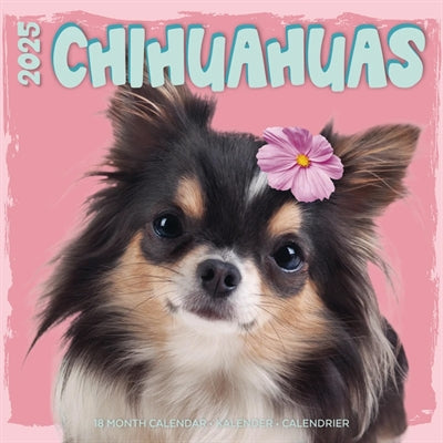 calendrier studio chihuahua 2025